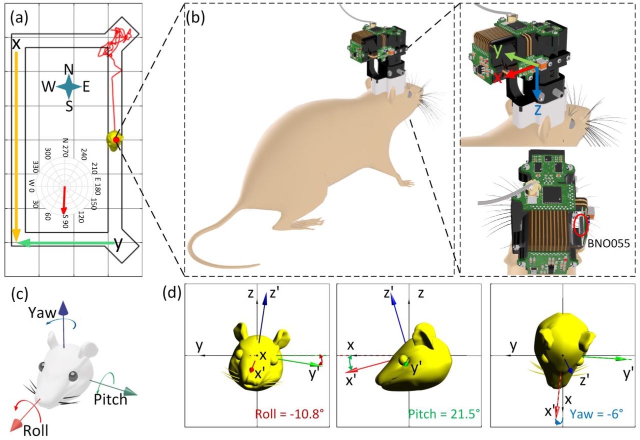 Miniscope on freely moving animal with tracking diagram
